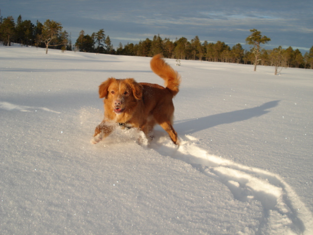 Emil basker i snøen